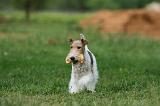 FOX TERRIER 665